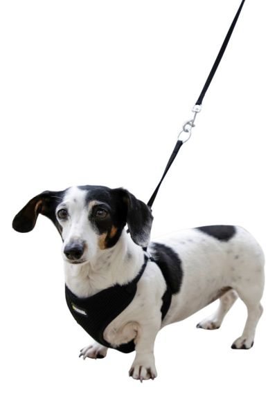 KERBL Мек нагръдник с повод 30-50см бежов